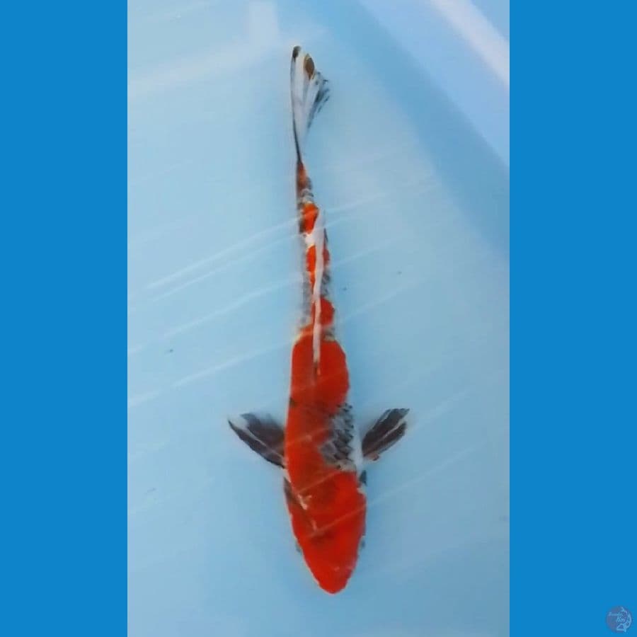 Goshiki Showa 35cm (M)