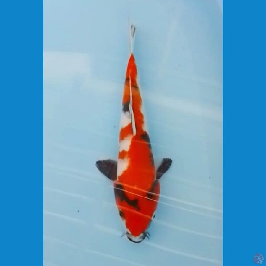 Showa 33cm (F)