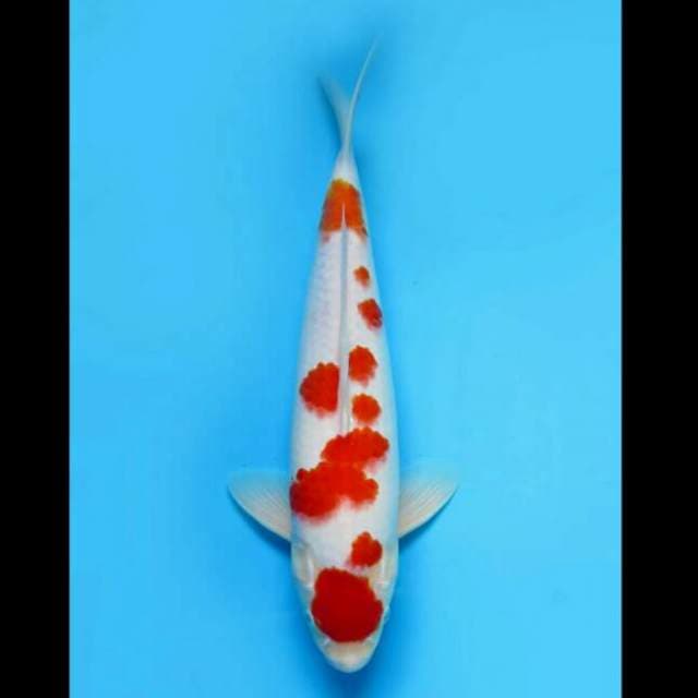 34cm - F1 Kohaku Sakura Ori 