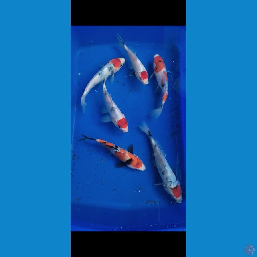 Tancho showa+Showa 6 ekor size 16-20BU
