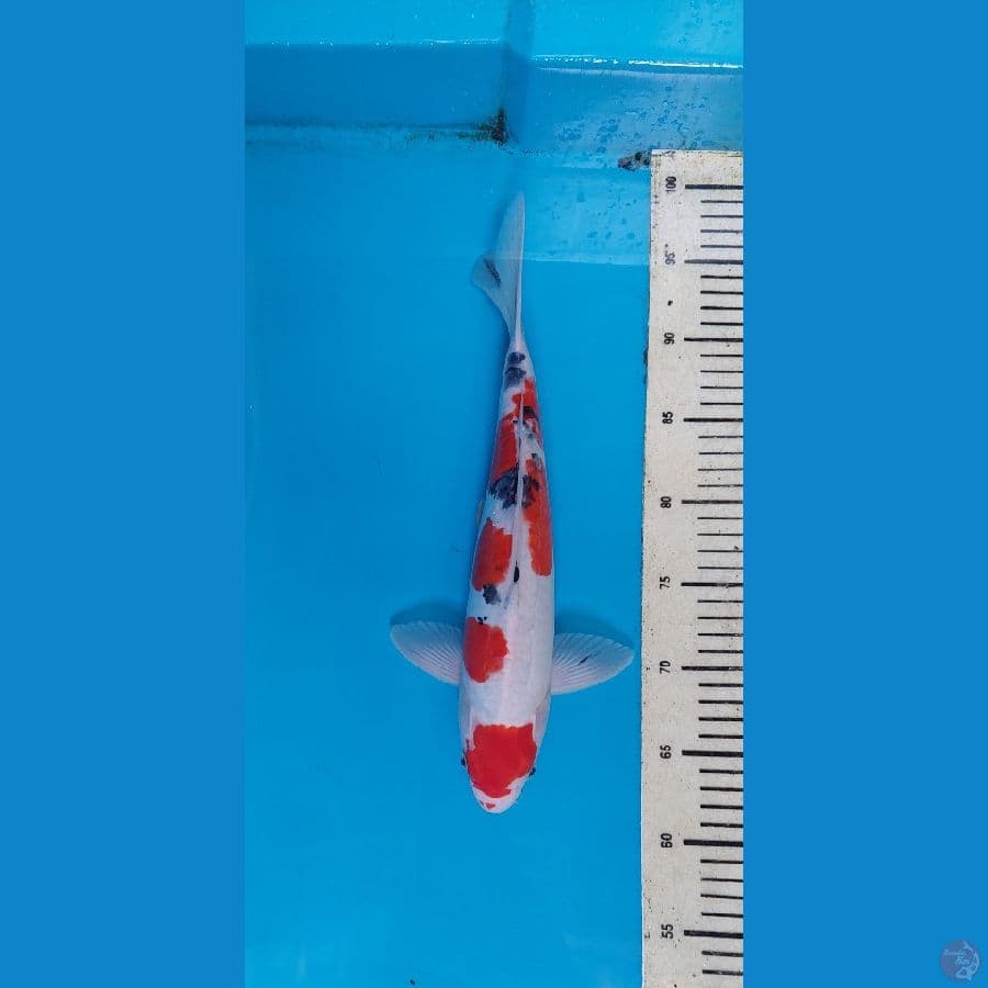 maruten sanke doit 35 cm