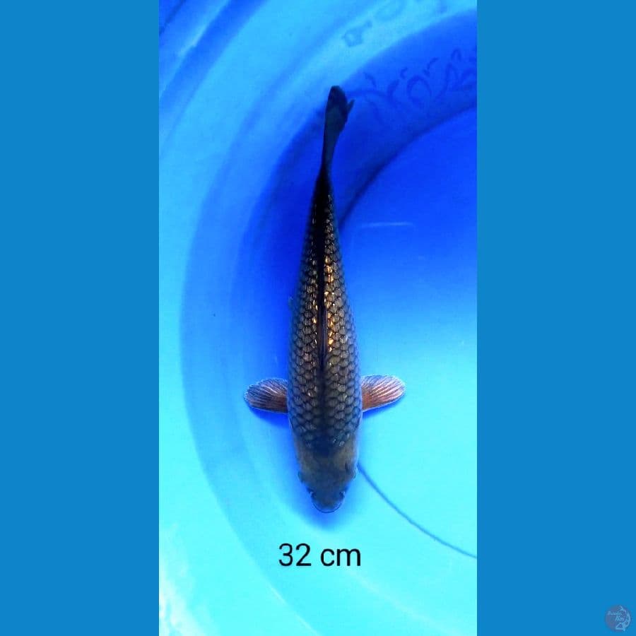 black diamond 32 cm