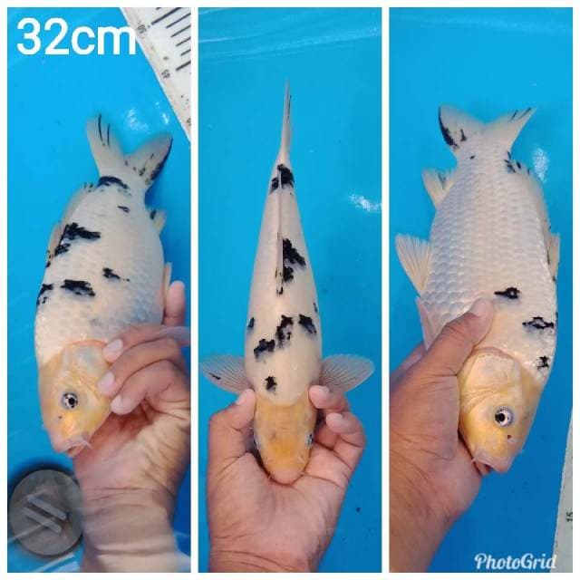 Bekko f1