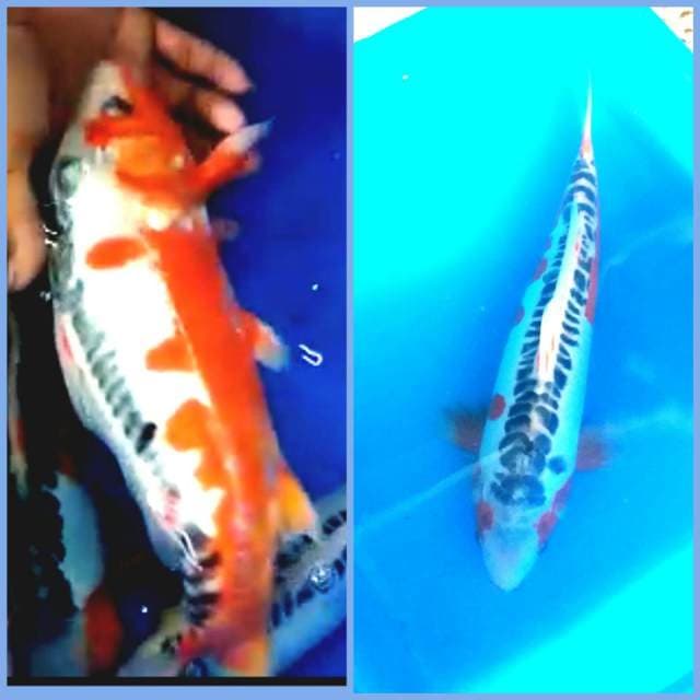 Hana shusui super bagus sekali 37cm