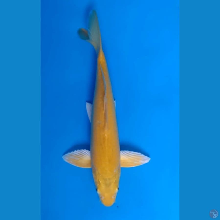 Karashi Berpunuk