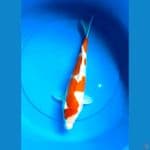 KIKUSHUI 34 cm/MALE