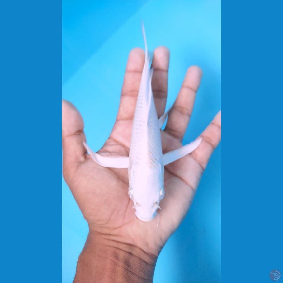 platinum kumpay19-21 cm