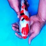 Sanke tategoi 30bu