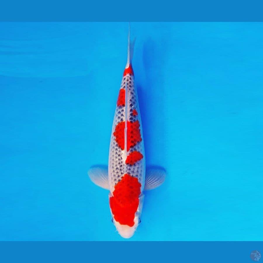 AISHITERU 3 ~ GOSHIKI 30 cm/fm ™