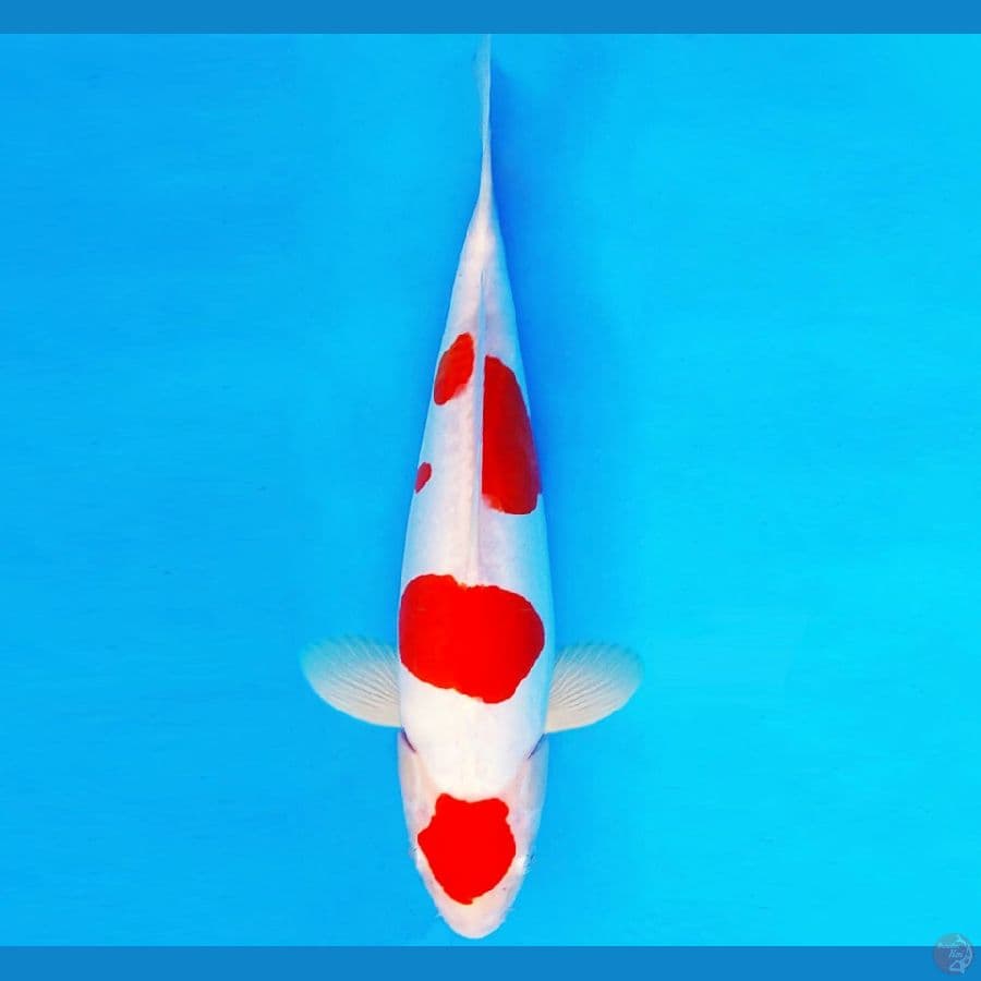 AISHITERU 4 ~ KOHAKU DOITSU 32 cm/fm ™