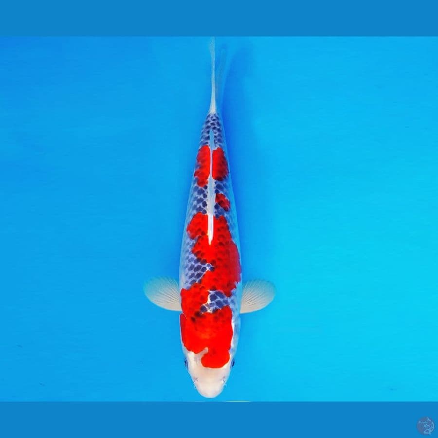 AISHITERU 5 ~ GOSHIKI 33 cm/fm ™