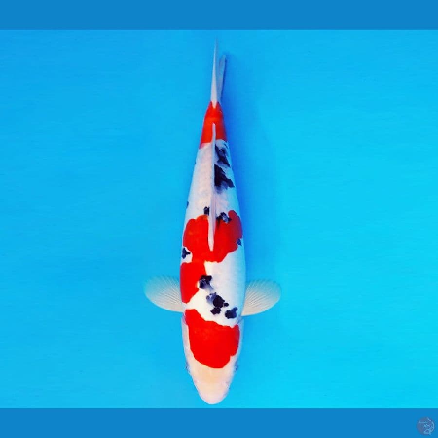 AISHITERU 6 ~ SANKE DOITSU 35 cm/male ™