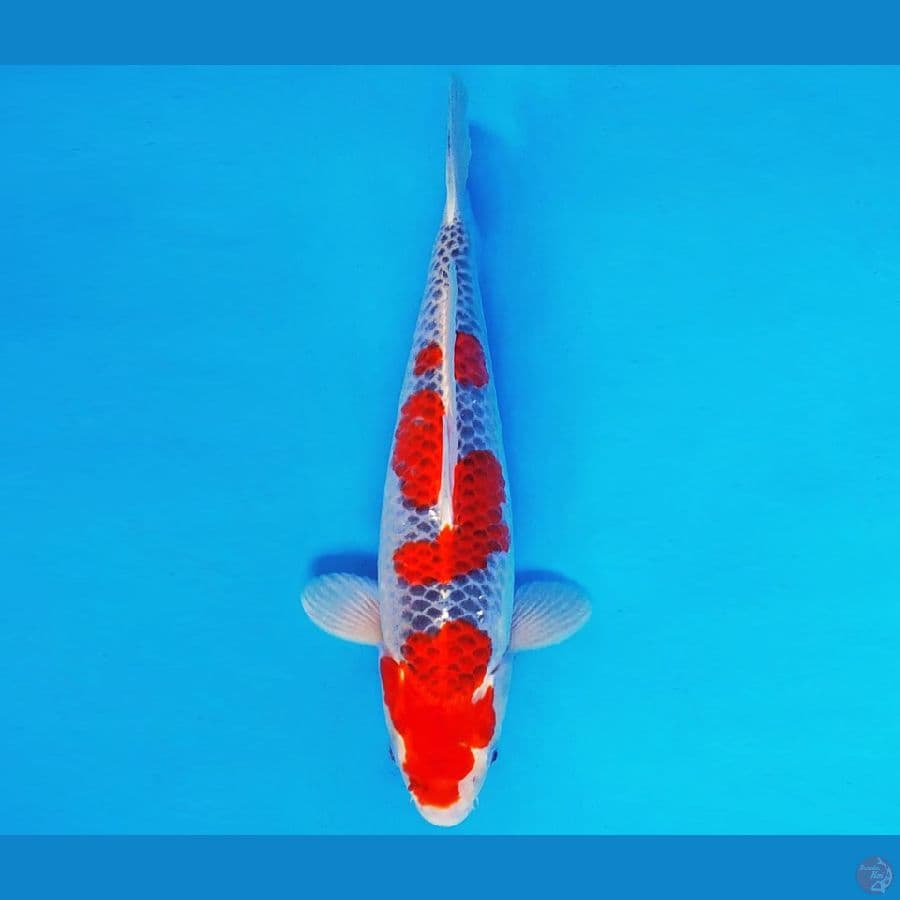 AISHITERU 7 ~ GOSHIKI 35 cm/fm ™