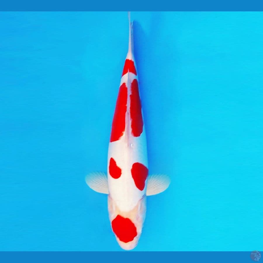 AISHITERU 8 ~ KOHAKU DOITSU 35 cm/male ™