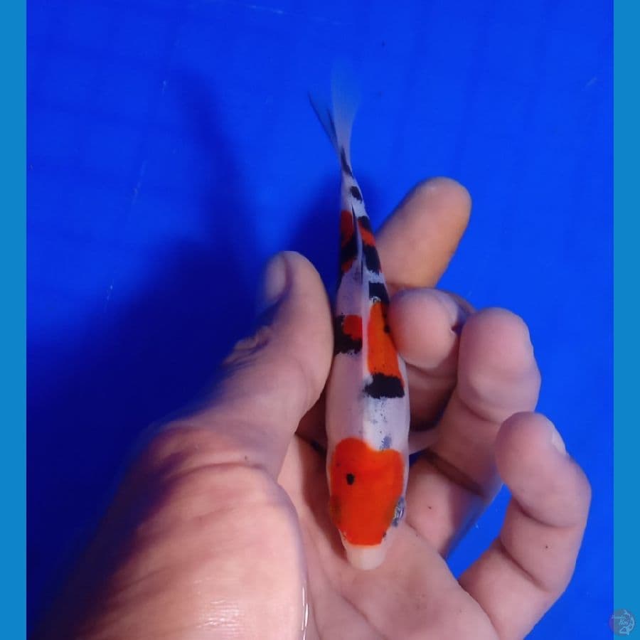 Doitsu 10.Cm