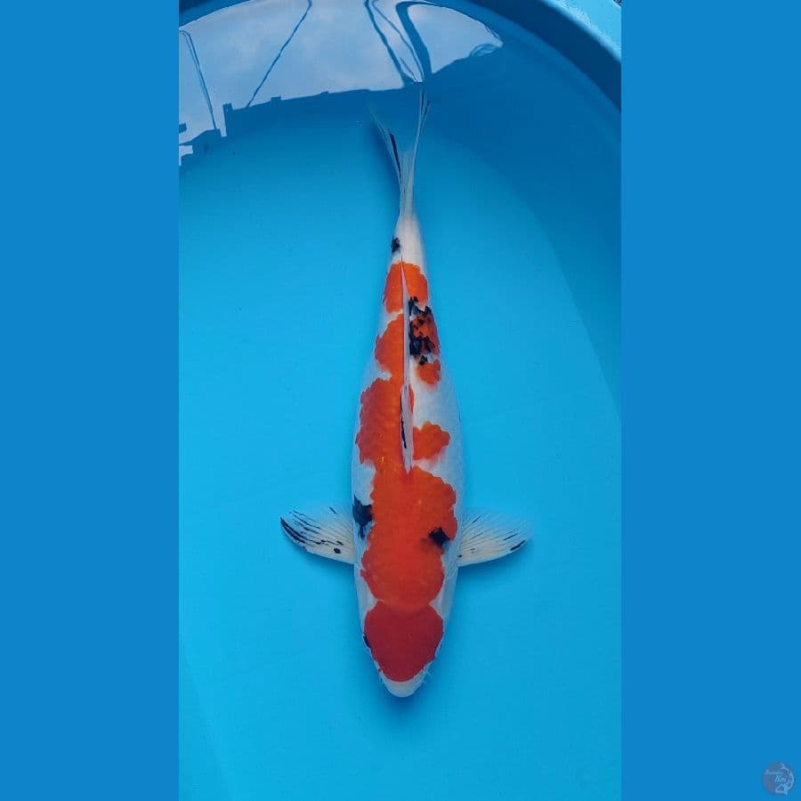 sanke female 43 cm