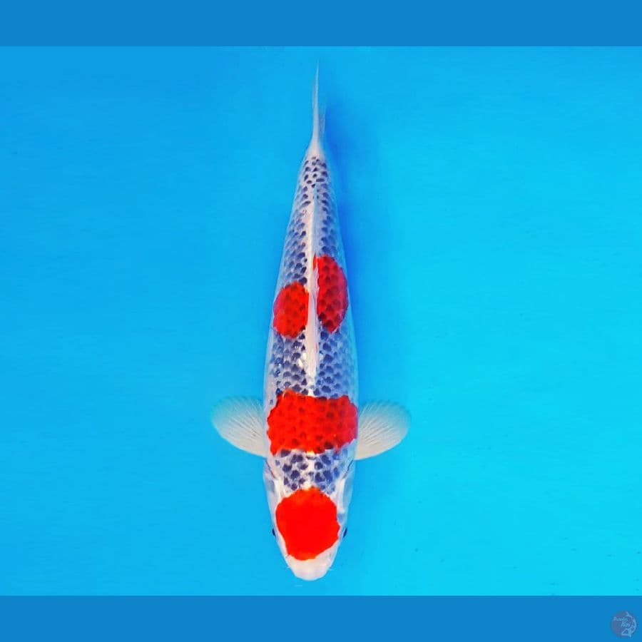 AISHITERU 16 ~ MARUTEN GOSHIKI 35 cm/male ®