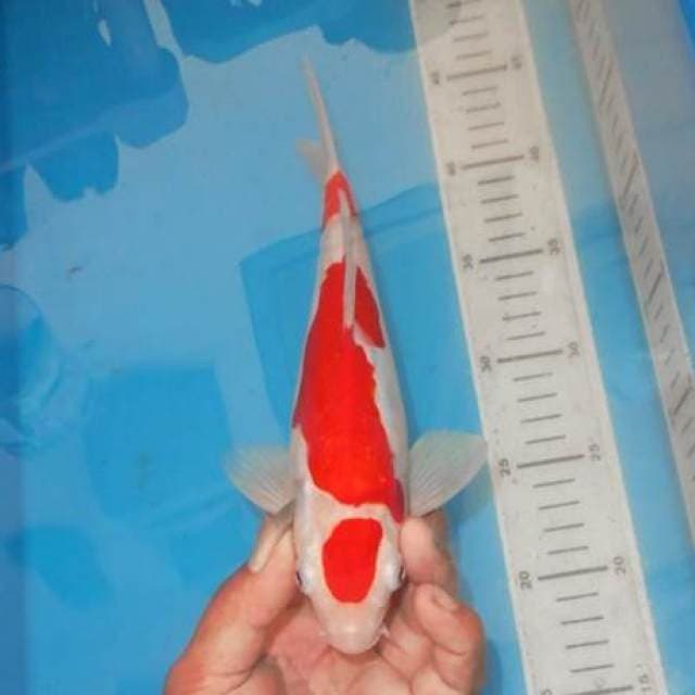 KOHAKU