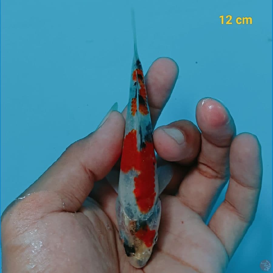 SQ minion 12 cm