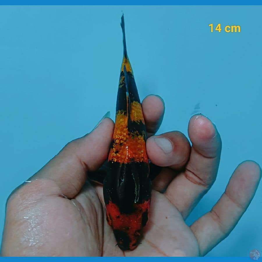 Hiu Ginrin 14 cm