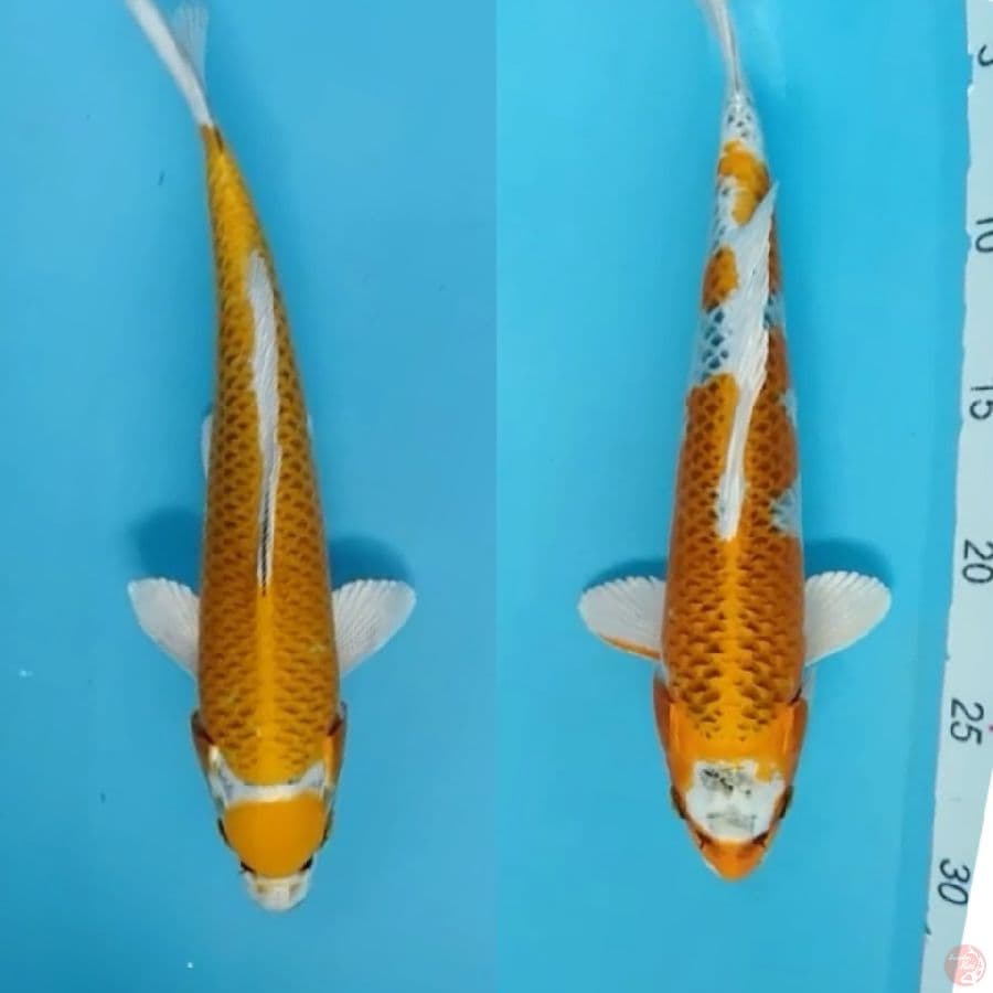 maruten Kujaku 30&32cm