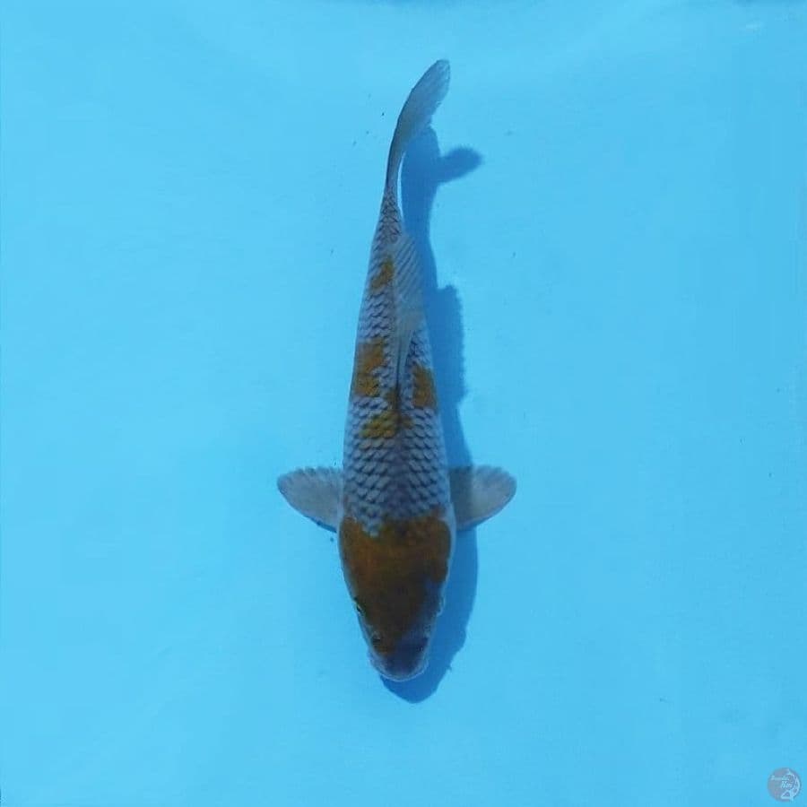 7. OCHIBA 23 CM FEMALE