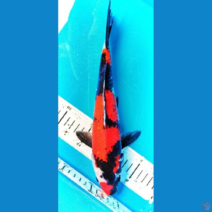SHOWA 29CM ™