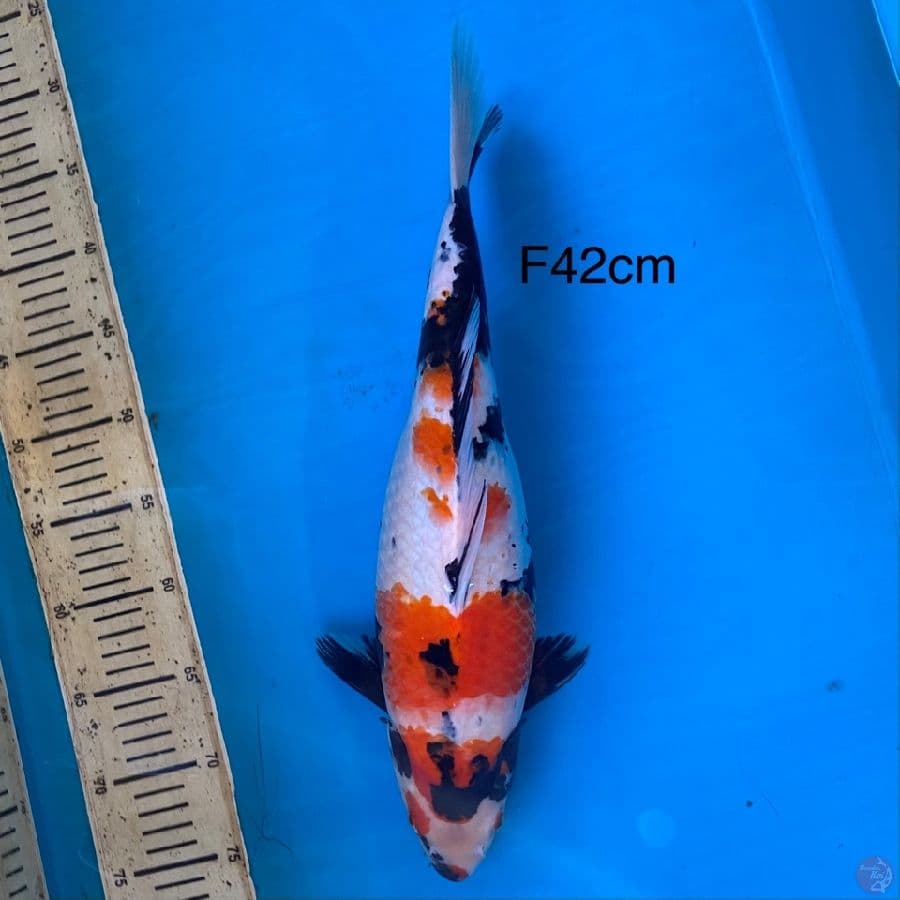 SHOWA 42cm Female