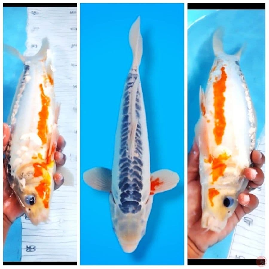 Hana Shusui 36 Male