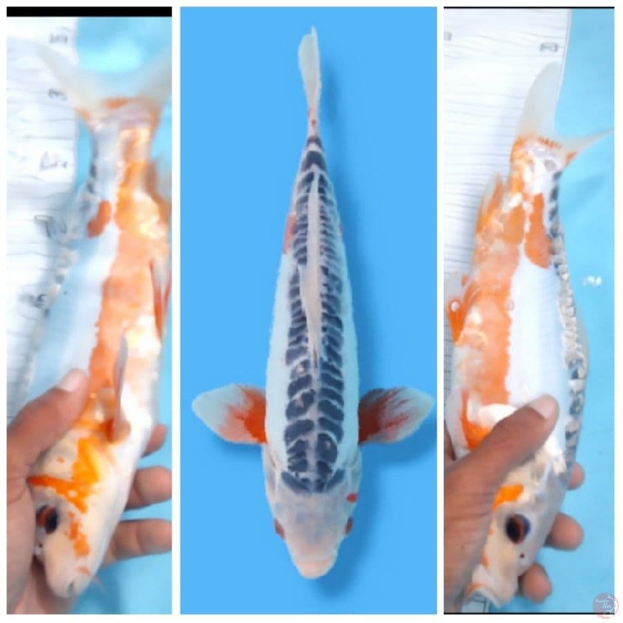 Hana Shusui 33 Male