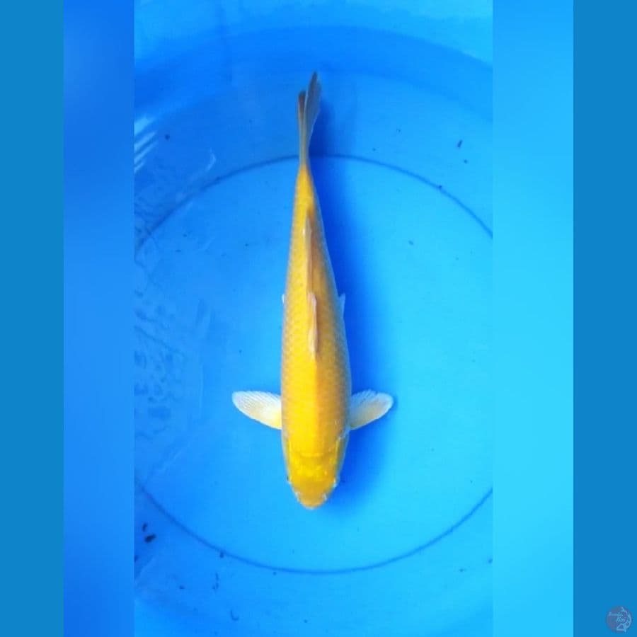 Karashi punuk mata merah 35 cm