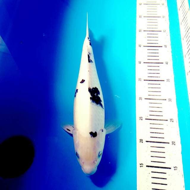 Shiro beklo body terpedo jumbo 40cm