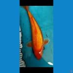 SUPER RED KARASI GINDRIN 30CM