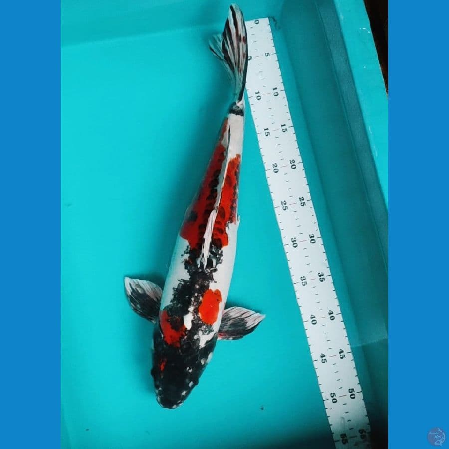 beni kiko 47cm male body jumbo