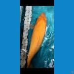 SUPER KARAMEL RUAPI 40CM