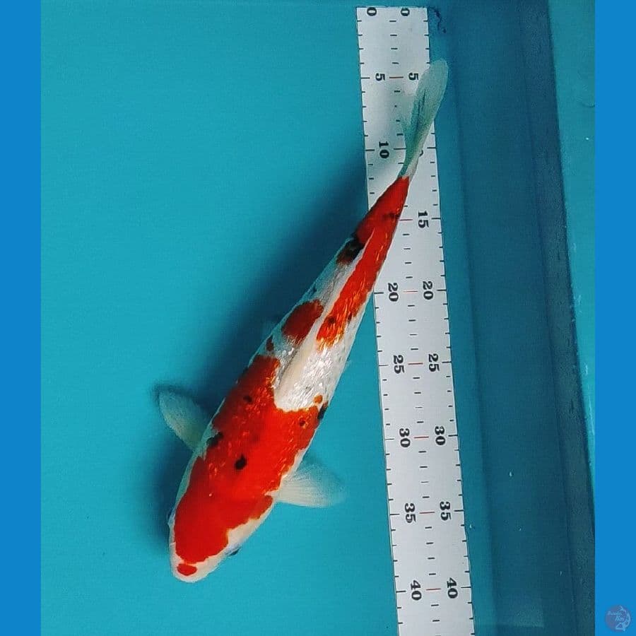 sanke ginrin red strong 35cm