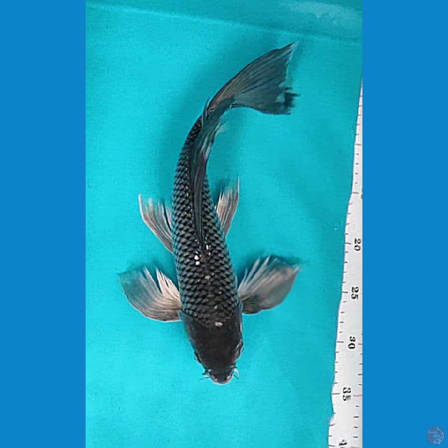 kumpay soragoi 36cm