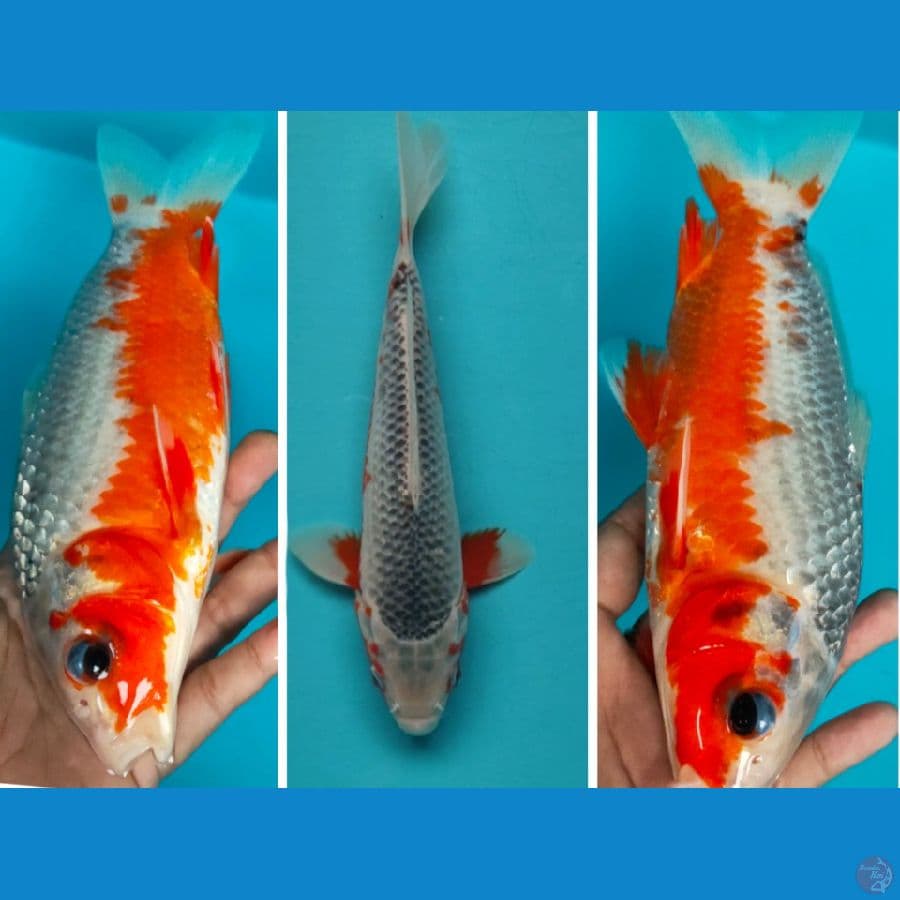 Asagi SQ 23cm male