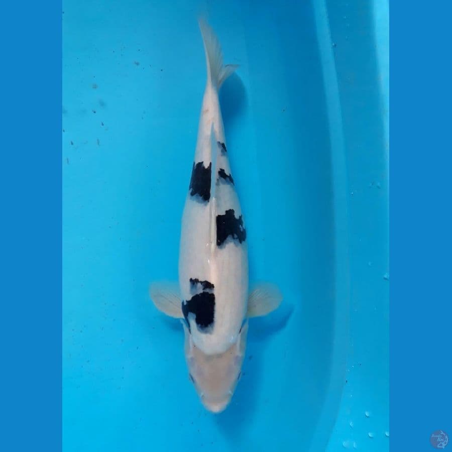 snow shiro 35cm male