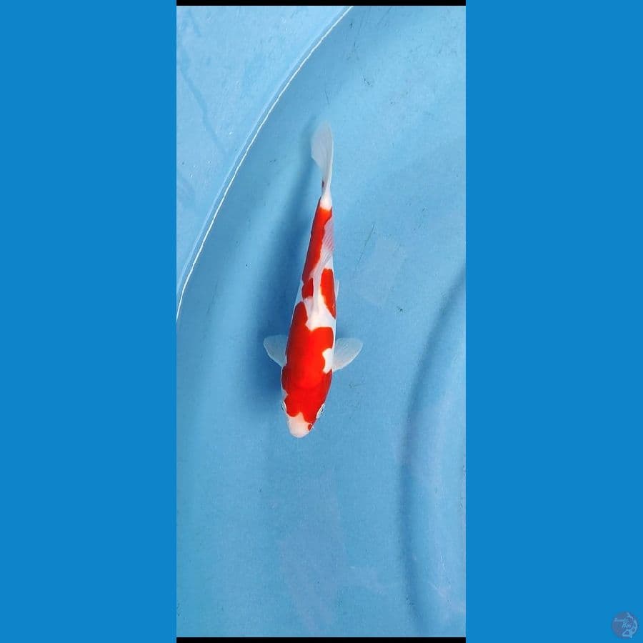 kohaku doitsu_22 cm