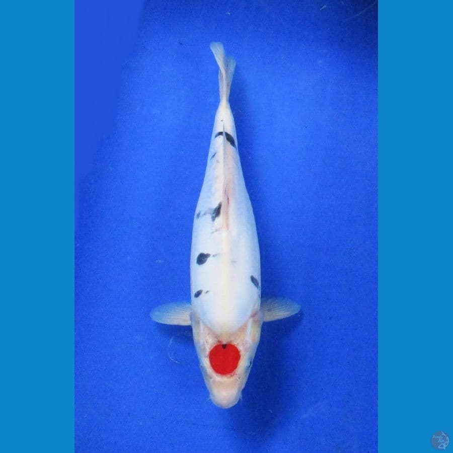 tancho doitsu ±35cm