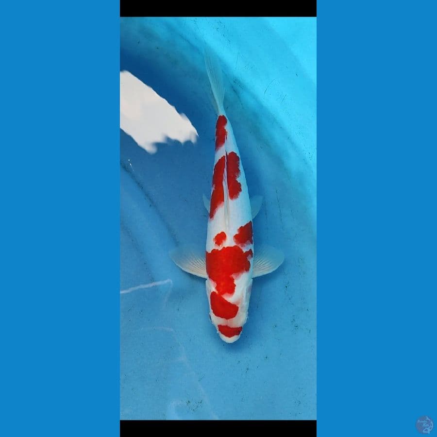 kohaku _30 cm _jantan