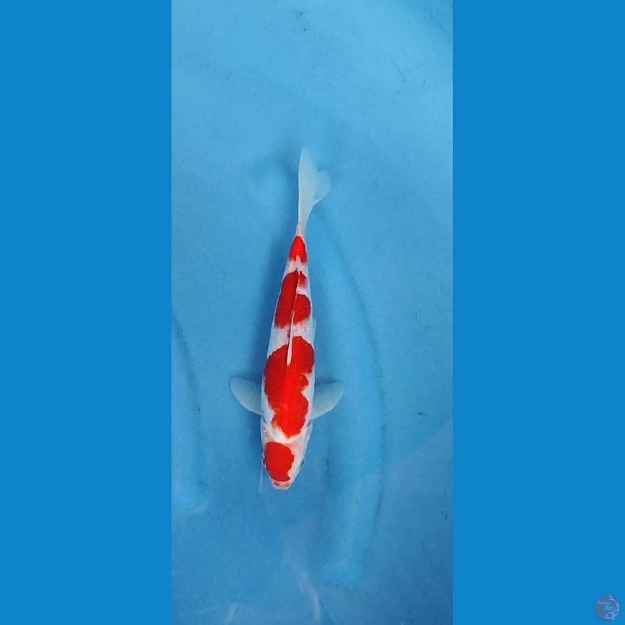 kohaku _25 cm_jantan