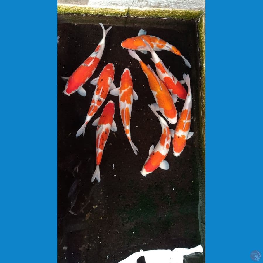 Mix 36cm-40cm 9 ekor