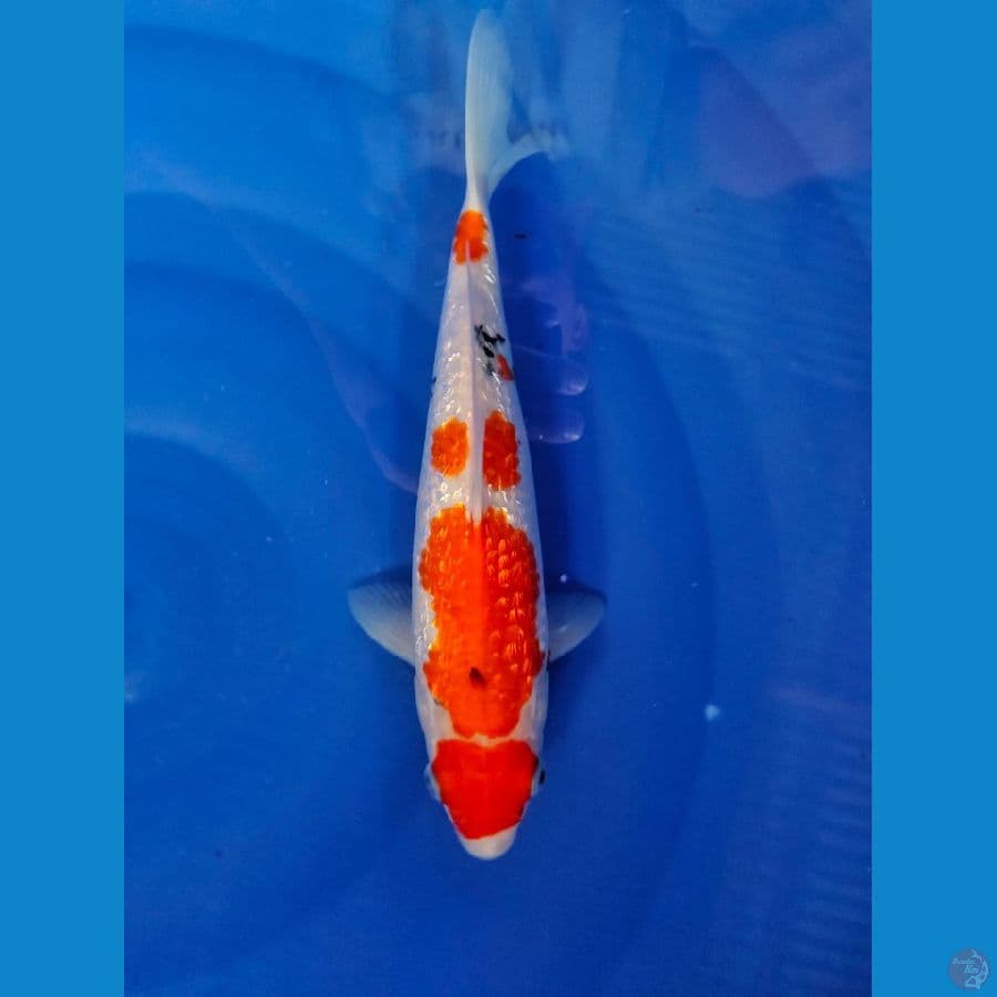maruten sanke ginrin 28cm