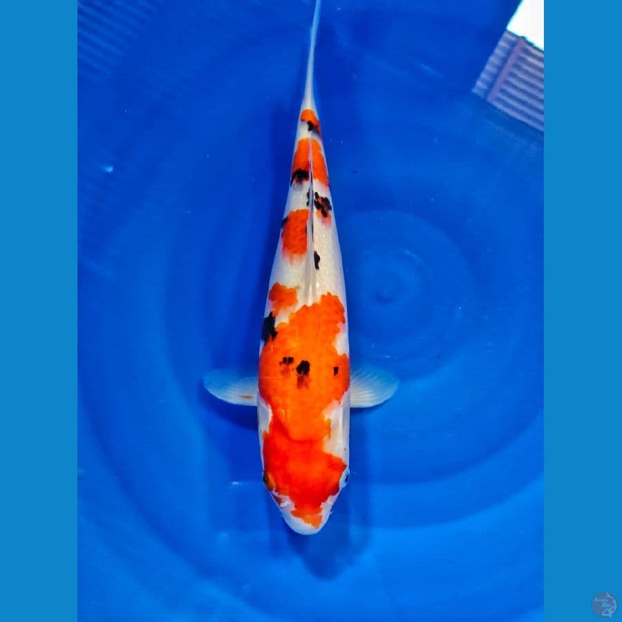 sanke 35cm