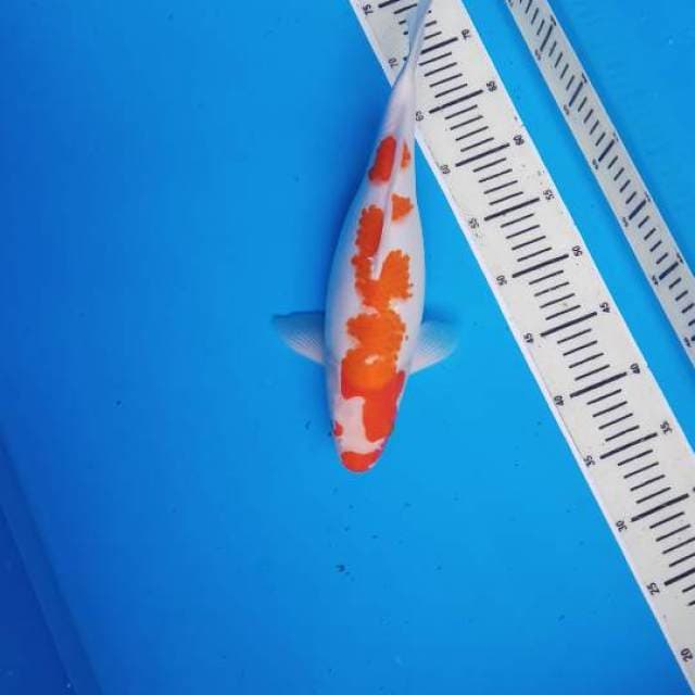 K9haku female