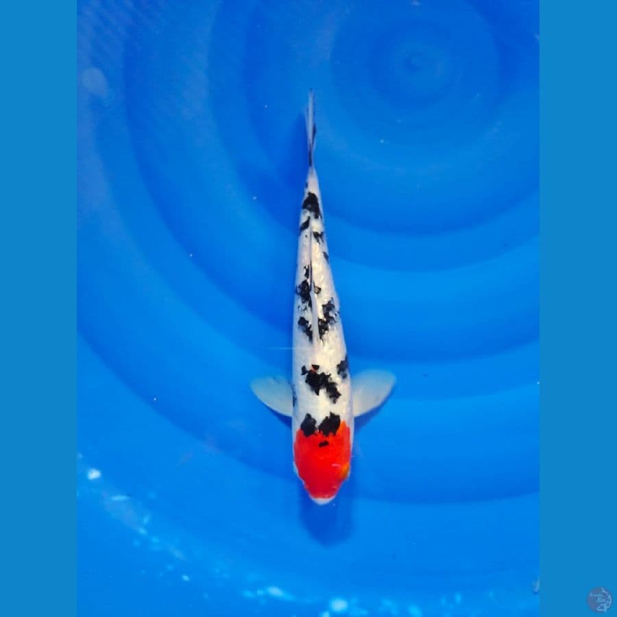 tanco sanke 27cm