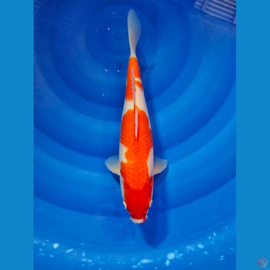 kohaku 32cm