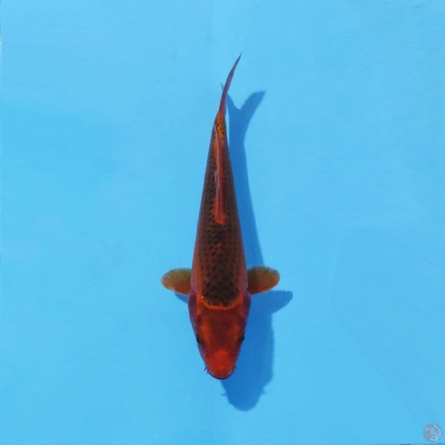 7. AKA MATSUBA 22 CM FEMALE